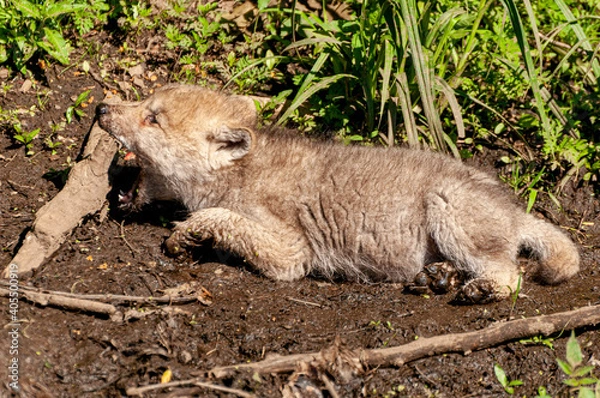 Obraz Arctic Wolf Pup Laying In mud