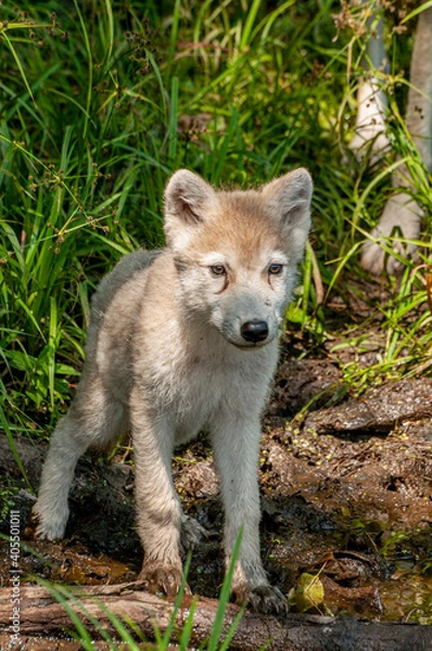 Obraz Arctic Wolf Pup