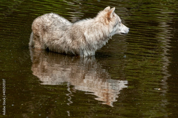 Obraz Arctic Wolf In Pond