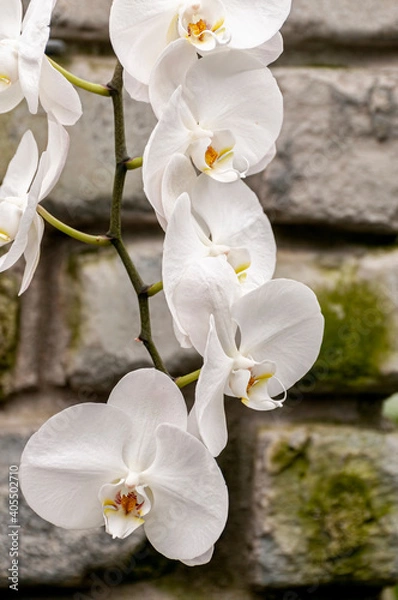 Obraz White Moth Orchid Flower