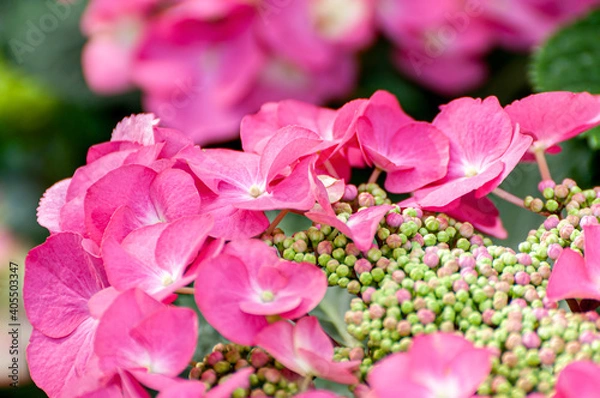 Obraz Rose Hydrangia Flower.