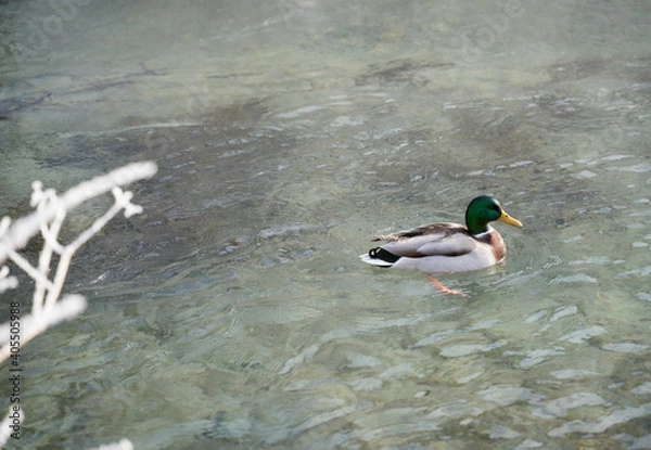 Fototapeta Enten, duck on ice in winter time