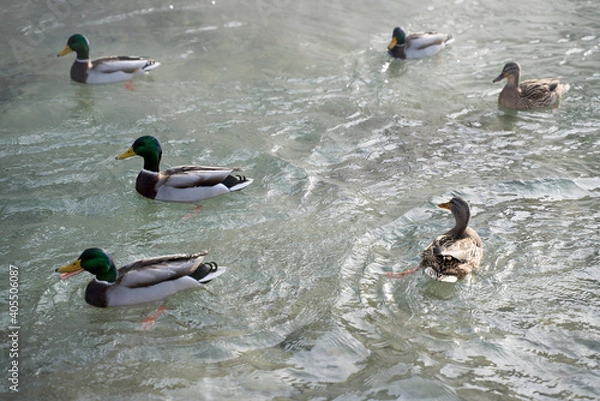 Obraz Enten, duck on ice in winter time