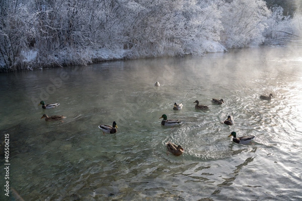 Fototapeta Enten, duck on ice in winter time