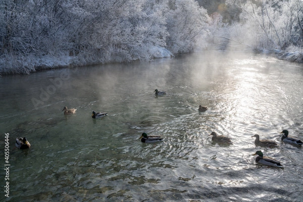 Fototapeta Enten, duck on ice in winter time