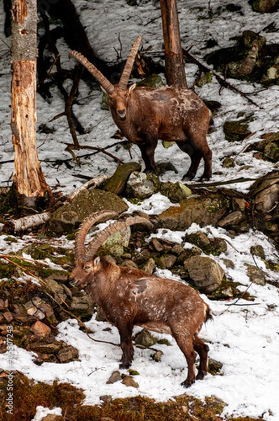 Obraz Two Ibex on Hillside