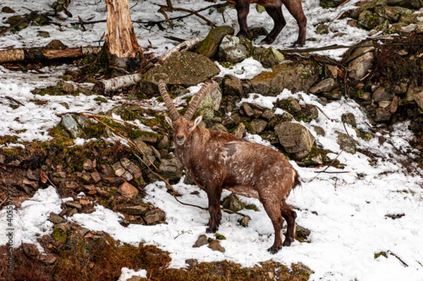 Obraz Ibex  On Rocks 2