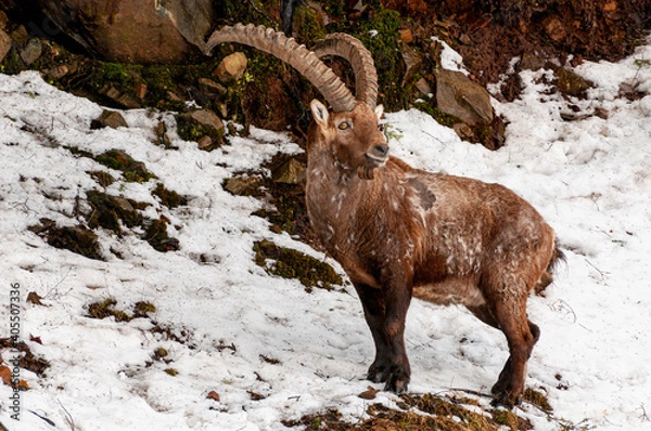 Obraz Ibex On Rocks