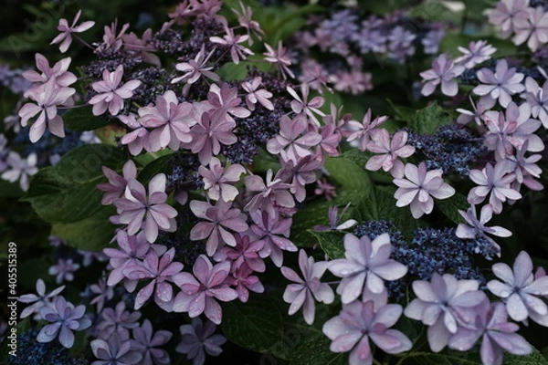 Fototapeta アジサイ