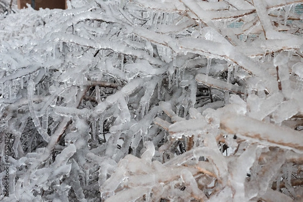 Fototapeta A tree branch covered with ice after a winter ice storm