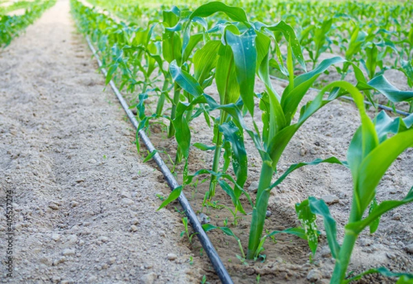 Obraz Small fresh green corn plants are grown using the drip irrigation system. Concept of agronomy for animal consumption and raising.