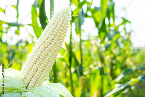 Obraz Fresh white corn pods organic on tree are in garden. Concept of agronomy for consumption and raising animals. with copy space