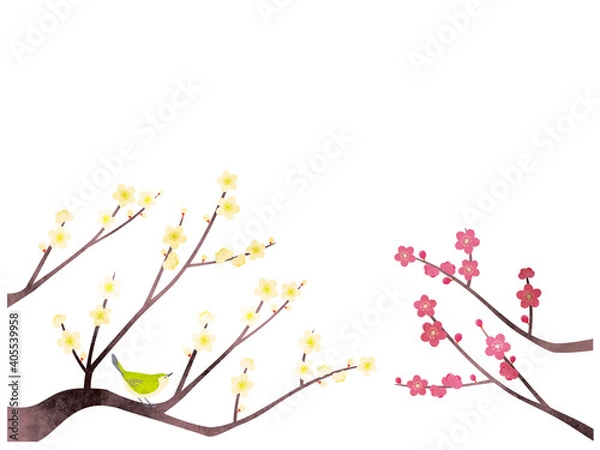 Fototapeta 水彩風 白梅と紅梅のセットイラスト