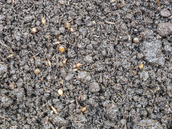 Fototapeta earthworm cocoon hatching time on its bedding materials