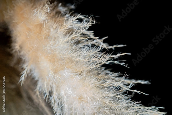 Obraz Adorno de pluma