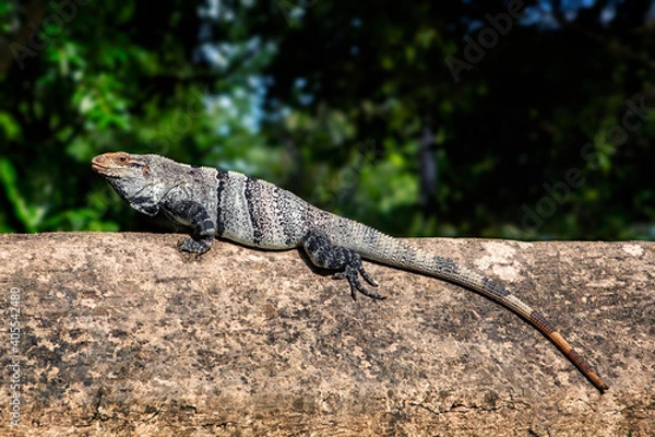 Obraz Long tailed lizard suthbathing on a rock with green background