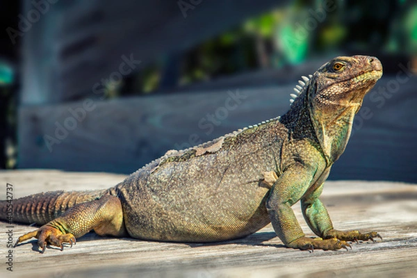 Obraz Iguana shedding his skin while sunbathing