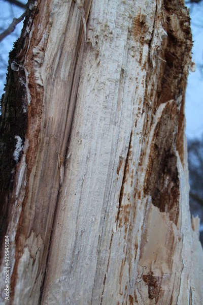 Obraz bark of a tree
