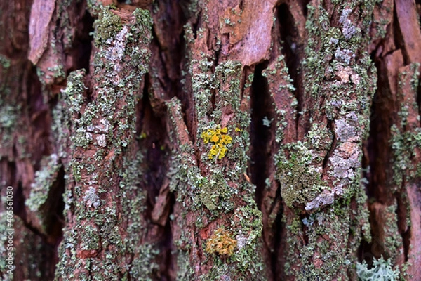 Obraz Forest tree bark texture with moss