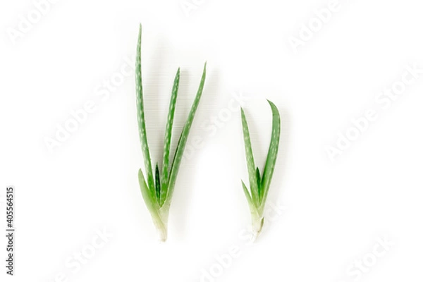 Obraz Aloe vera isolated on white background. Medicinal plant. Used to treat and to make a cream. Flat lay. Top view.