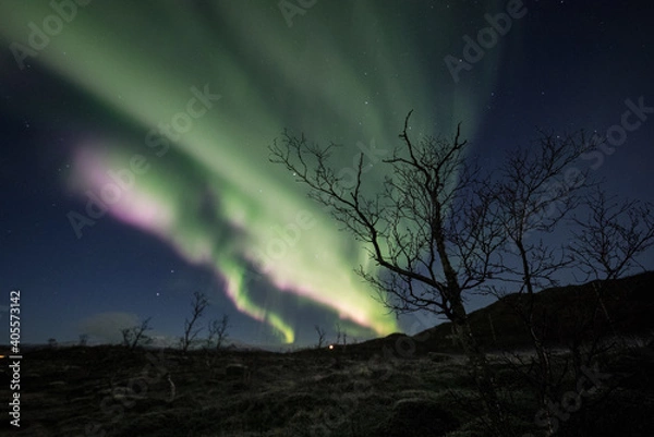 Obraz Aurora with tree silhouette