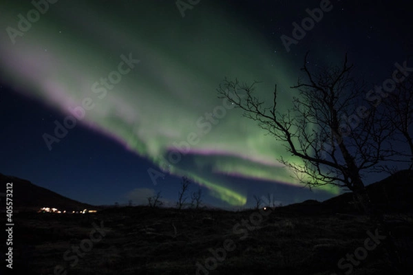 Obraz Aurora with tree silhouette