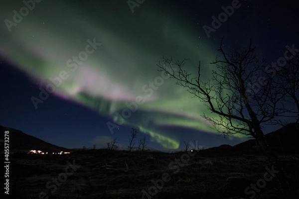 Obraz Aurora with tree silhouette