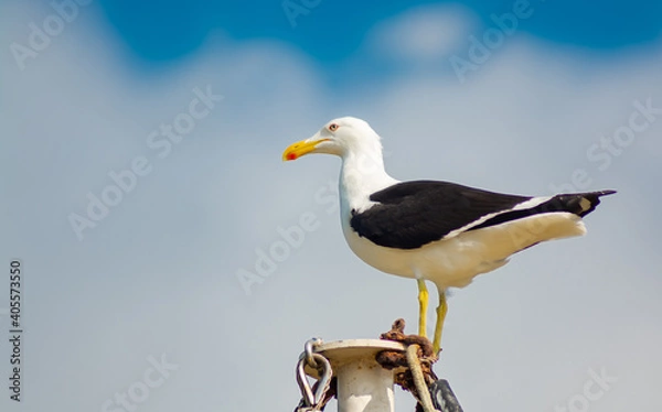 Obraz Gaivota, Seagull