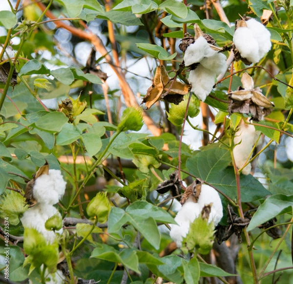 Obraz Cotton Tree