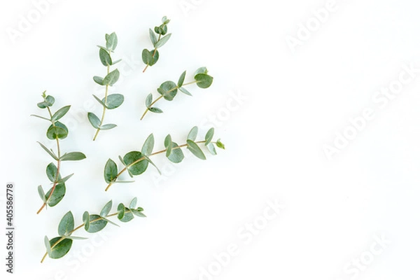 Fototapeta Green leaves eucalyptus isolated on white background. Flat lay, top view.