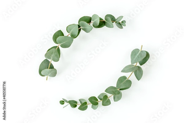 Fototapeta Wreath frame made of branches eucalyptus and leaves isolated on white background. Flat lay, top view
