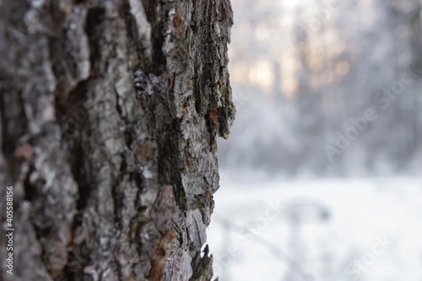 Obraz trunk of a tree