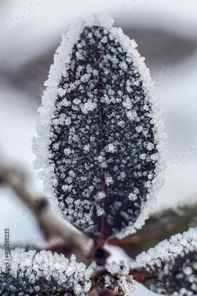 Obraz Vereiste Pflanze