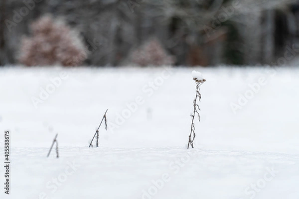 Obraz Planze im Schnee