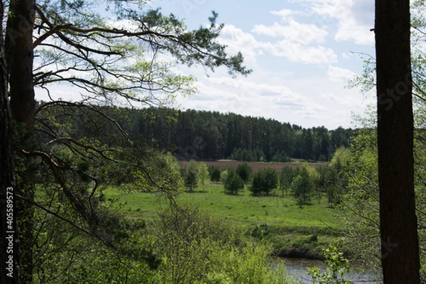 Fototapeta forest view