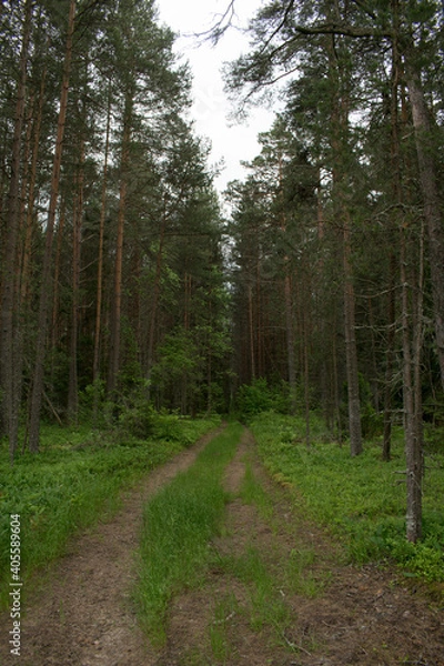 Fototapeta path in the pine woods