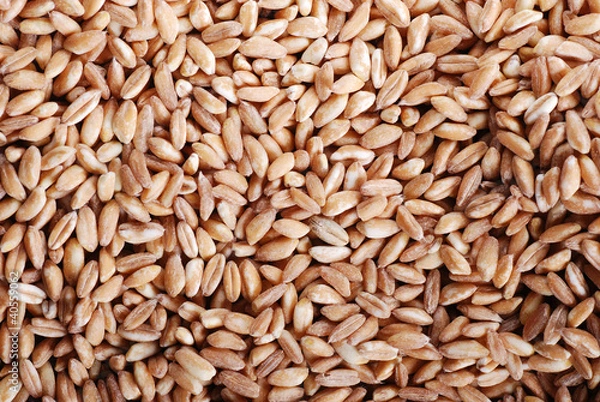Obraz semi di farro