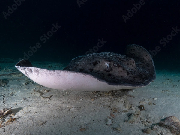 Obraz Rochen Nahaufnahme