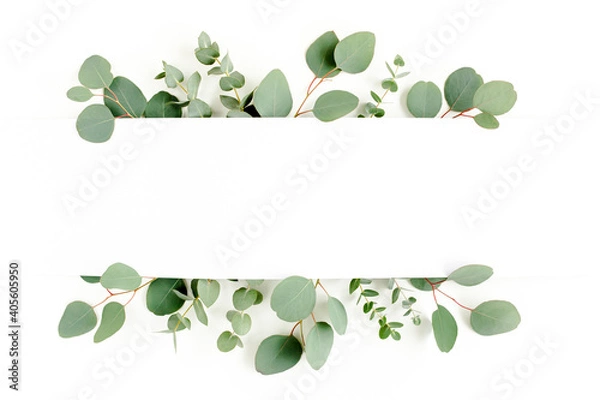 Fototapeta Frame, border made of green leaves eucalyptus isolated on white background. flat lay, top view