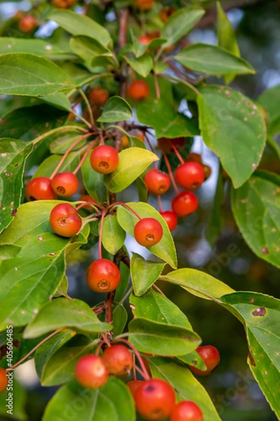 Fototapeta Crabapples on a Tree
