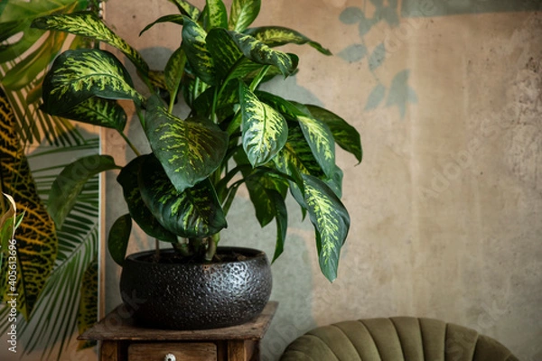 Fototapeta A green houseplant called dieffenbachia standing in a pot in a home styled with green colors. A natural modern house with a vintage nostalgic feeling