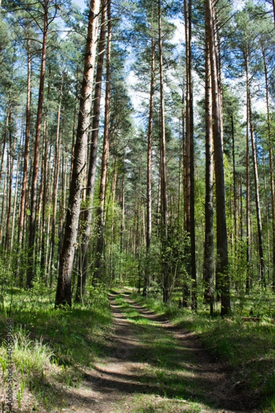 Obraz path in the woods