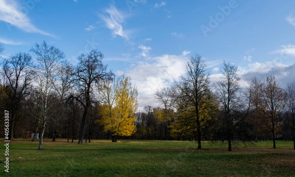 Fototapeta autumn landscape with trees and sky
