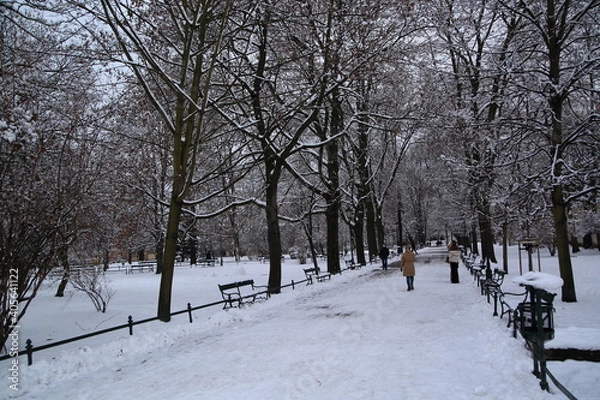 Fototapeta snow covered trees in park