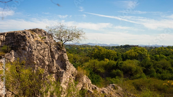 Fototapeta cliff in the forest