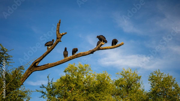 Obraz branches against blue sky