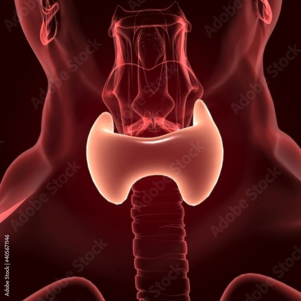 Fototapeta Thyroid Gland Anatomy For Medical Concept 3D