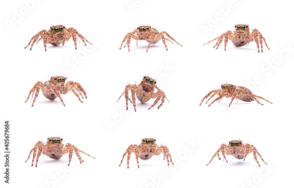 Fototapeta Set collection jumping spider isolated on white background.