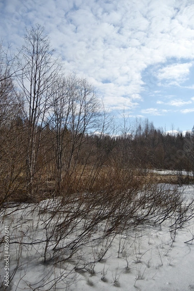 Fototapeta Springtime Wetland Forest. Early Spring With Melting Ice And Snow