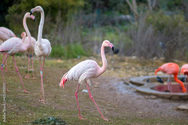 Obraz A group of flamindos standing on grass, blurred background